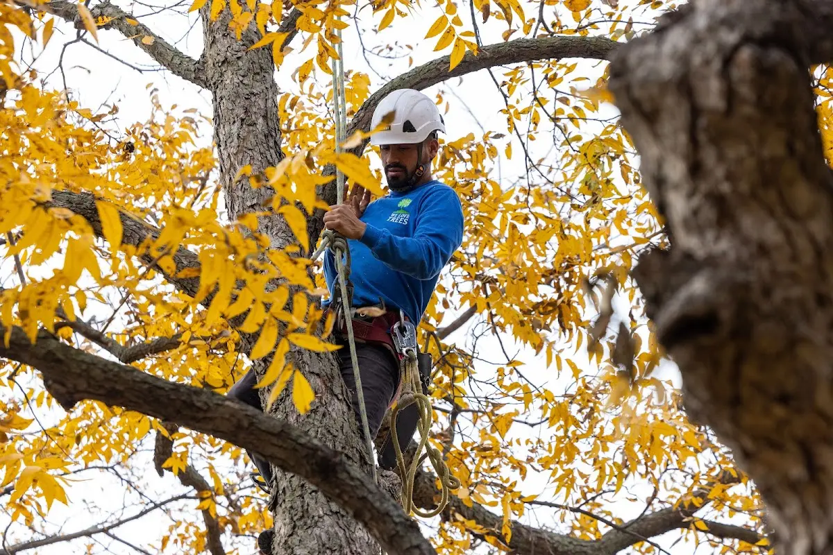 Skilled Tree Transplanting crew working in Kerrick